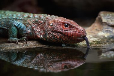 Kuzey caiman kertenkele (dracaena guianensis)