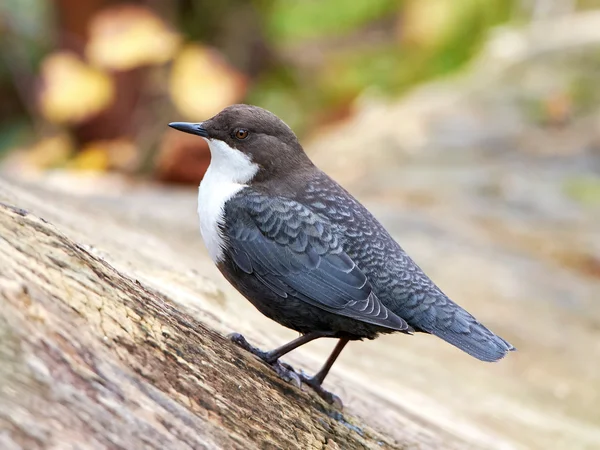 Beyaz boğazlı Kepçe (cinclus cinclus) — Stok fotoğraf