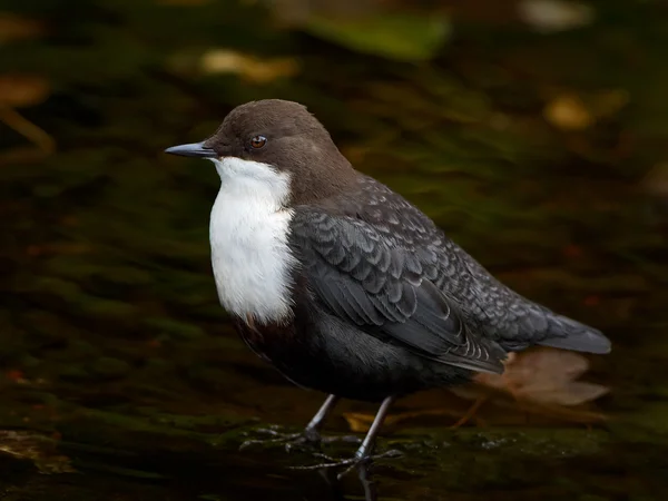 Plongeur à gorge blanche (Cinclus cinclus) ) — Photo