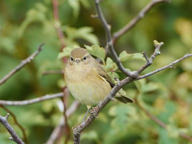 Yaygın chiffchaff (Phylloscopus collybita)