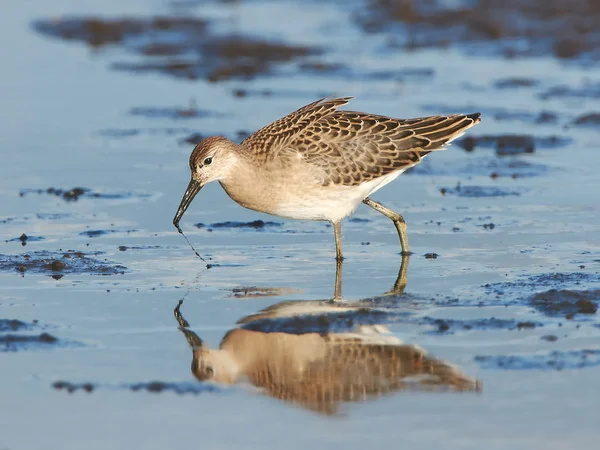 Ruff (Philomachus pugnax) — Fotografia de Stock