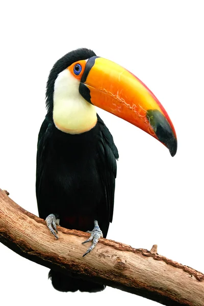 Toco Toucan (Ramphastos toco)