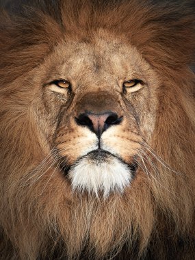 Aslan (Panthera leo)