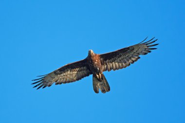 Avrupa bal şahini (Pernis apivorus)