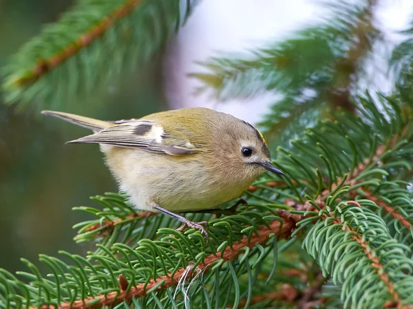 கோல்ட் கிரெஸ்ட் ( Regulus regulus) ) — ஸ்டாக் புகைப்படம்