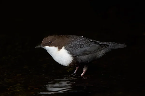 Beyaz boğazlı Kepçe (cinclus cinclus) — Stok fotoğraf