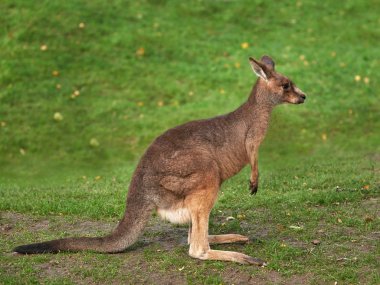 Doğu Gri Kanguru (Makropus Giganteus)