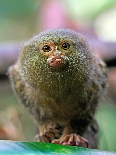 Marmoset pigmeo (Cebuella pygmaea ) —  Fotos de Stock