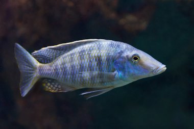 Mylochromis sp (lateristriga makanjila)
