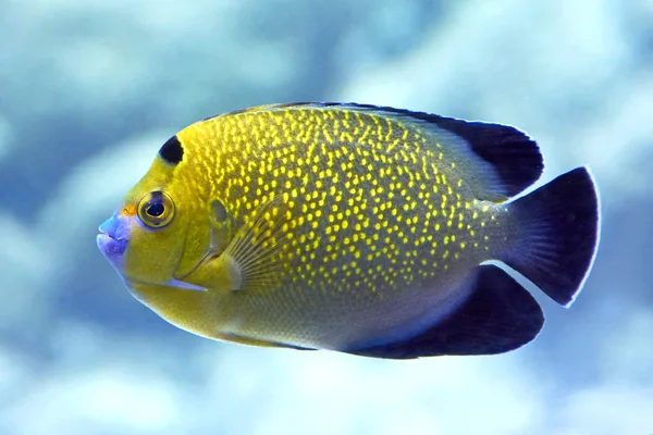 Goldflake 엔젤 (Apolemichthys xanthopunctatus) — 스톡 사진