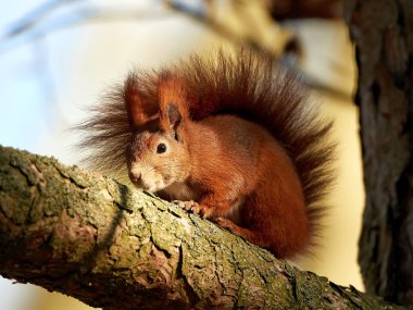 Avrasya kızıl sincabı (Sciurus vulgaris)