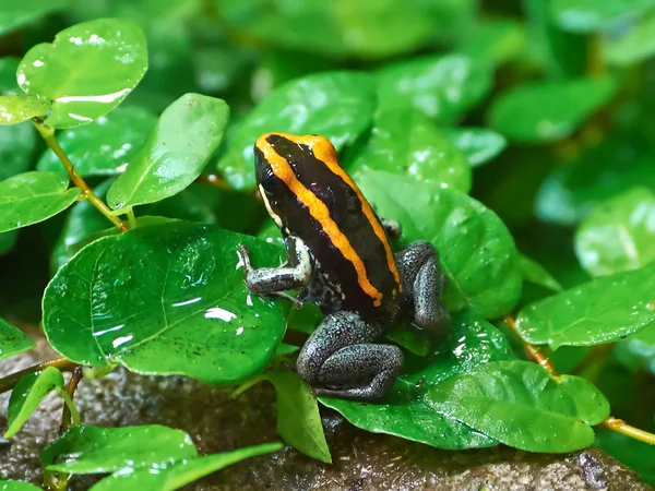 Golfodulcean Jed žába (Phyllobates vittatus) — Stock fotografie