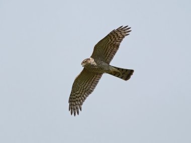 Bayağı atmaca (Accipiter nisus)