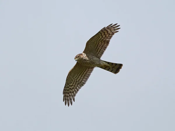 Pardal-asiático (Accipiter nisus ) — Fotografia de Stock