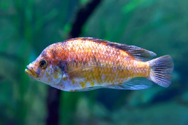 Nyereres Victoria Cichlid (Pundamilia Nyerere) — Fotografia de Stock