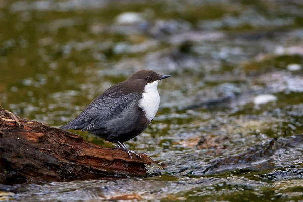 Beyaz boğazlı Kepçe (cinclus cinclus) — Stok fotoğraf