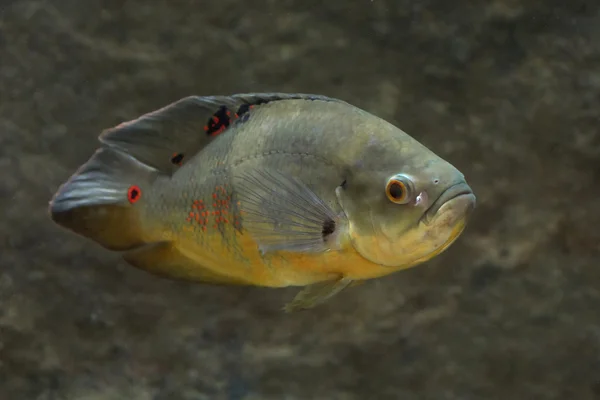 Oscar cichlid (Astronotus ocellatus) — Stock Photo, Image