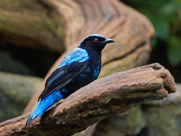 Ασιατική bluebird νεράιδα (Irena puella) — Φωτογραφία Αρχείου