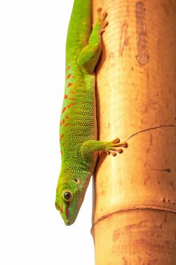 Madagaskar dev gün gecko (Phelsuma grandis)