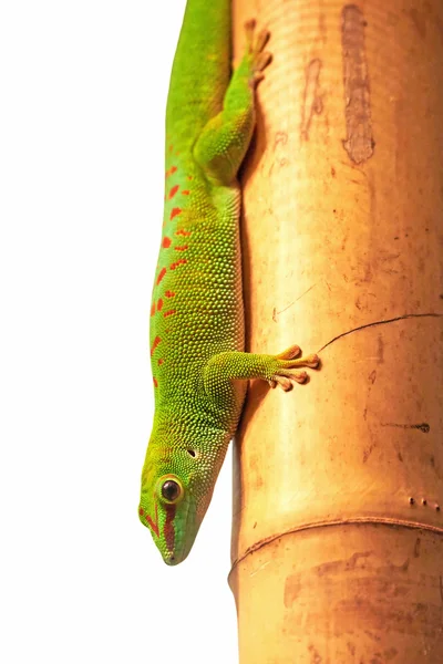 Gecko γίγαντας ημέρα Μαδαγασκάρη (Phelsuma grandis) — Φωτογραφία Αρχείου