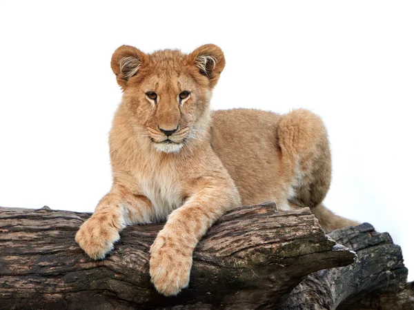 Leão (Panthera leo) — Fotografia de Stock