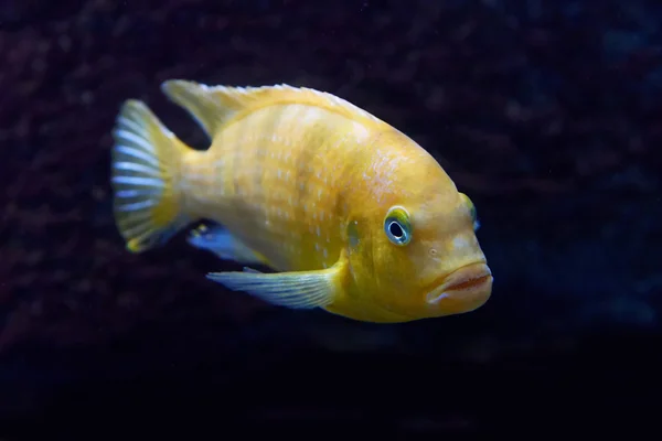 Gelsi Cichlid (Maylandia lombardoi) — Fotografia de Stock