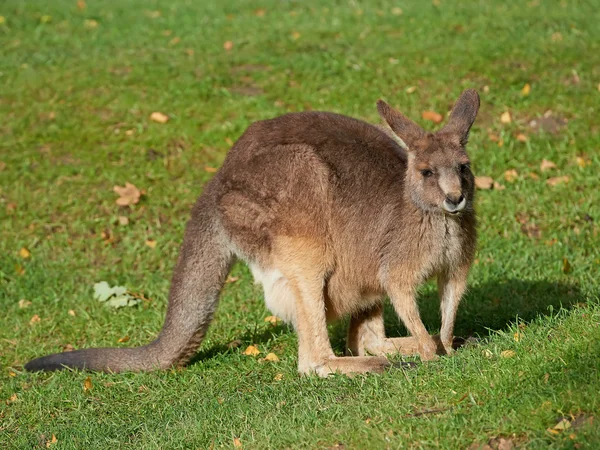 Kangourou gris (Macropus giganteus)) — Photo