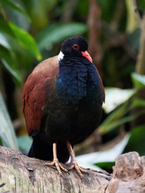 Sülün güvercin (Otidiphaps nobilis)