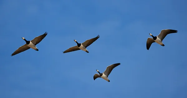 Husa barnacle (branta leucopsis) — Stock fotografie