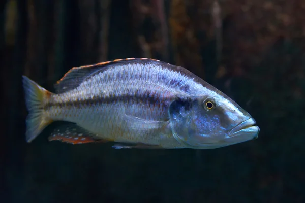 Малаві eyebiter (Dimidiochromis compressiceps) — стокове фото