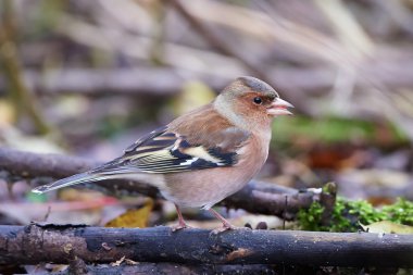 ispinoz (fringilla coelebs)
