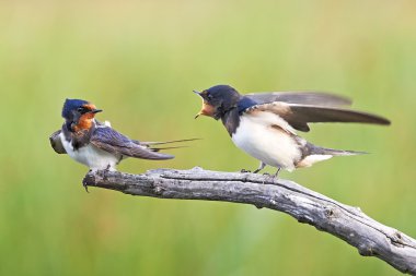 Ahır kırlangıcı (Hirundo rustica)