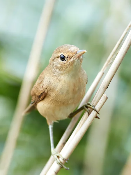 Trzciniak zwyczajny reed (acrocephalus scirpaceus) — Zdjęcie stockowe