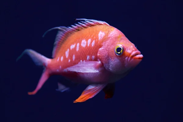 Вишневий Anthias (Сакура margaritacea) — стокове фото