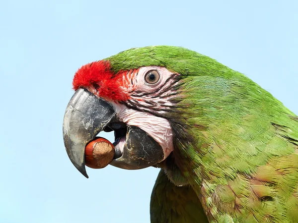 Military Macaw (Ara militaris) — Stock Photo, Image