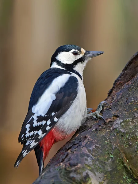 Büyük Benekli Ağaçkakan (Dendrocopos major) — Stok fotoğraf