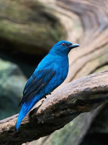 Ασιατική bluebird νεράιδα (Irena puella) — Φωτογραφία Αρχείου