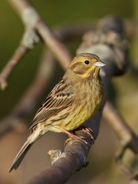 キアオジ (ホオジロ属 citrinella) — ストック写真