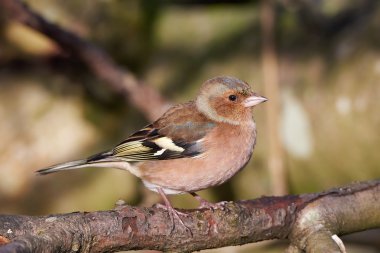 Chaffinch (Fringilla coelebs)