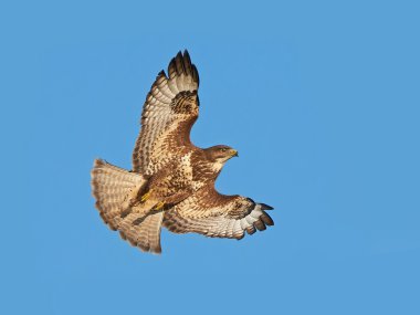 yaygın akbaba (Buteo buteo)