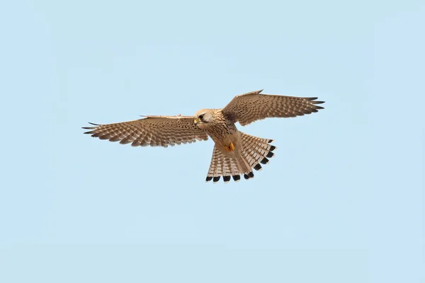 Cestrel-comum (Falco tinnunculus)) — Fotografia de Stock