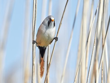 Sakallı baştankara (panurus biarmicus)