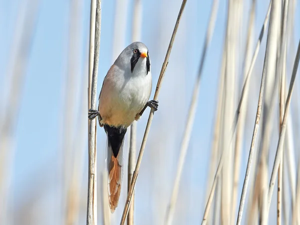 大胡子的 reedling (panurus biarmicus) — 图库照片