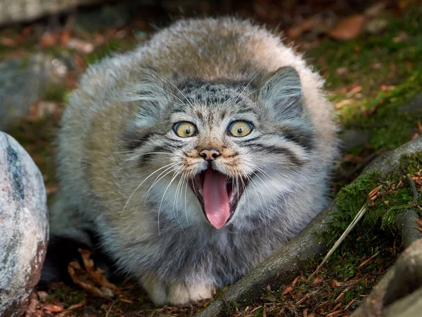 팔라스의 고양이 (Otocolobus manul) — 스톡 사진