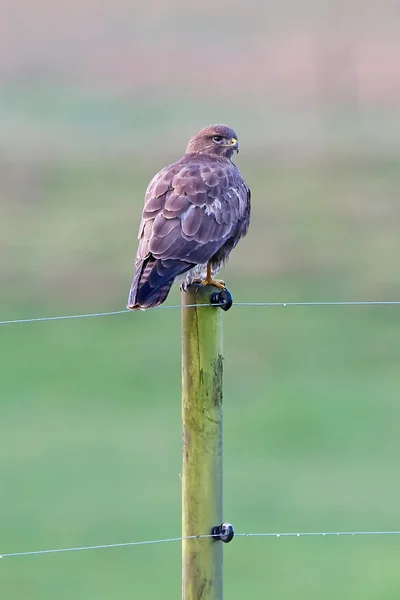 Common Buzzard (Buteo buteo) — Stock Photo, Image