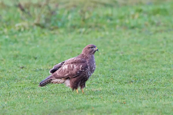 Yaygın akbaba (Buteo buteo) — Stok fotoğraf