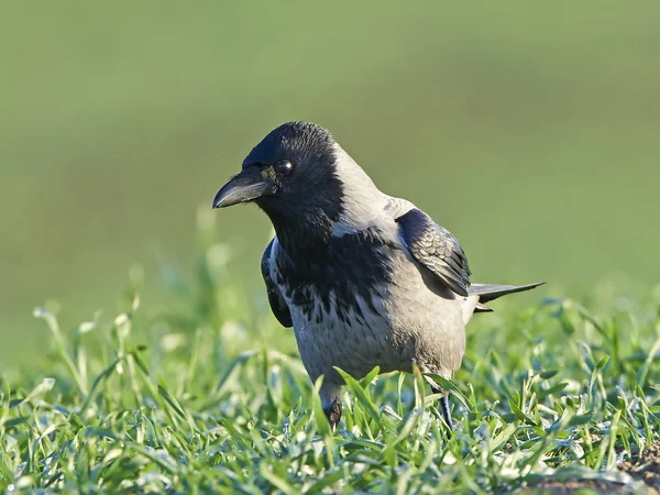 Cuervo encapuchado (Corvus cornix ) — Foto de Stock