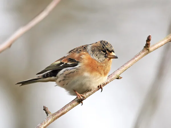 Pinceau (Fringilla montifringilla) ) — Photo