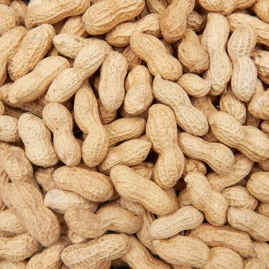 Kabuklu fıstık (Arachis hypogaea)