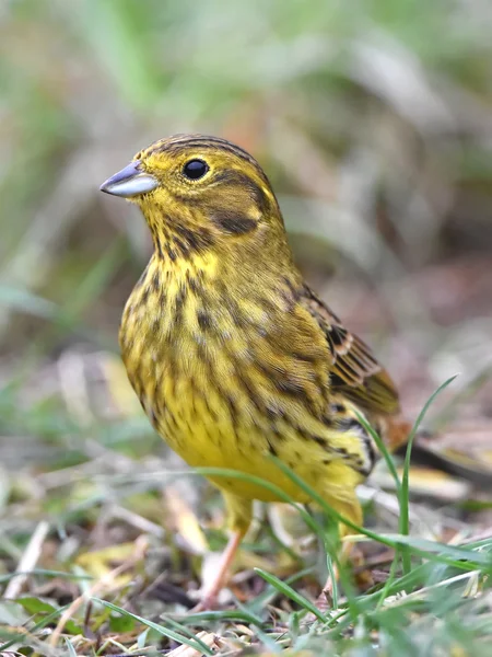 Escribano cerillo (Emberiza citrinella) — Foto de Stock